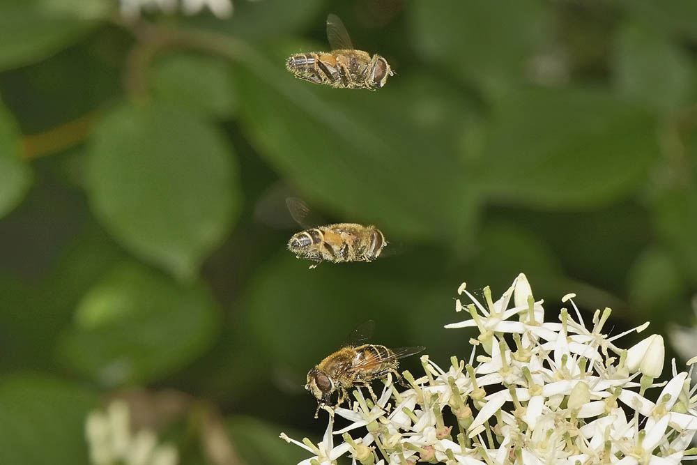 Corteggiamento di syrphidae? 